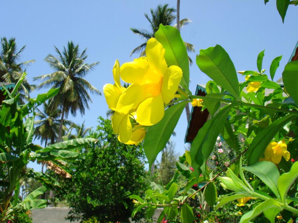 Un jardín fuera de Hotel Playa Colibri