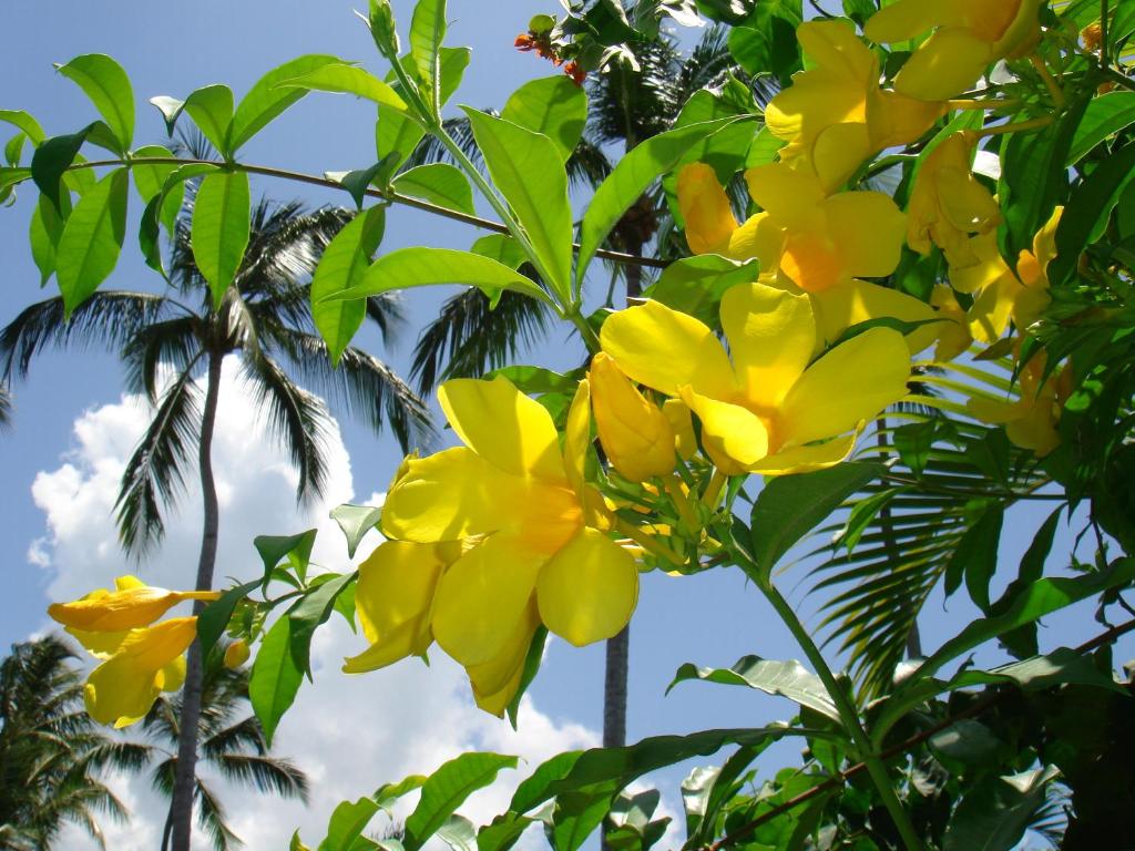 Un jardín fuera de Hotel Playa Colibri
