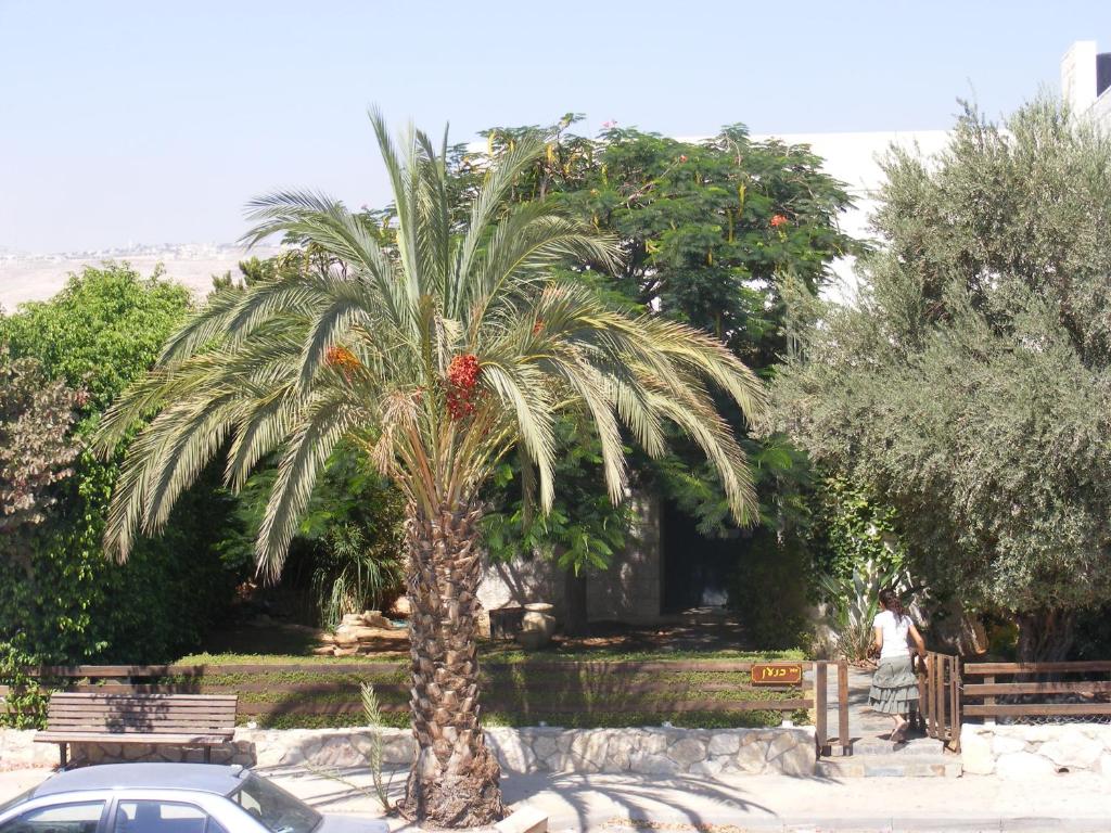 a palm tree in a park with a car at Nof Canaan in Kfar Adumim
