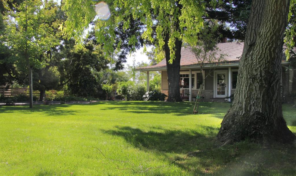 una casa con un árbol delante de un patio en Cottage on Armstrong, en Lodi