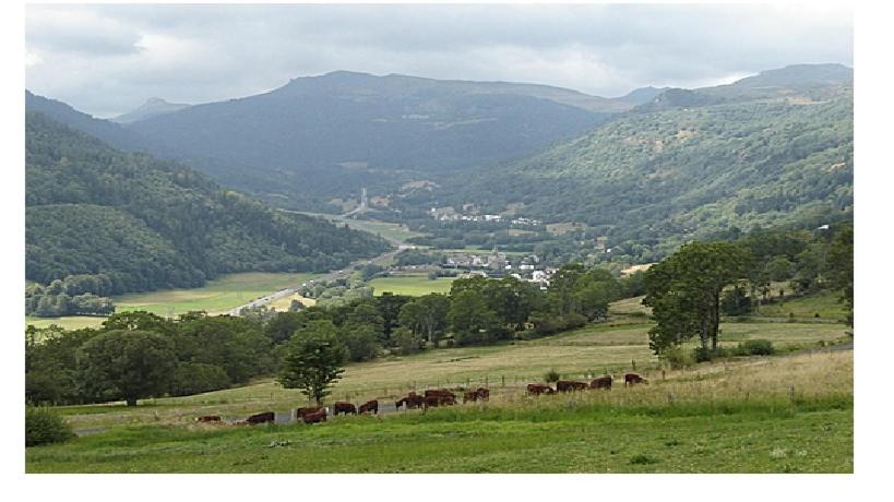 a herd of cattle grazing in a field with mountains at Vacances au pied des Monts du Cantal in Laveissière