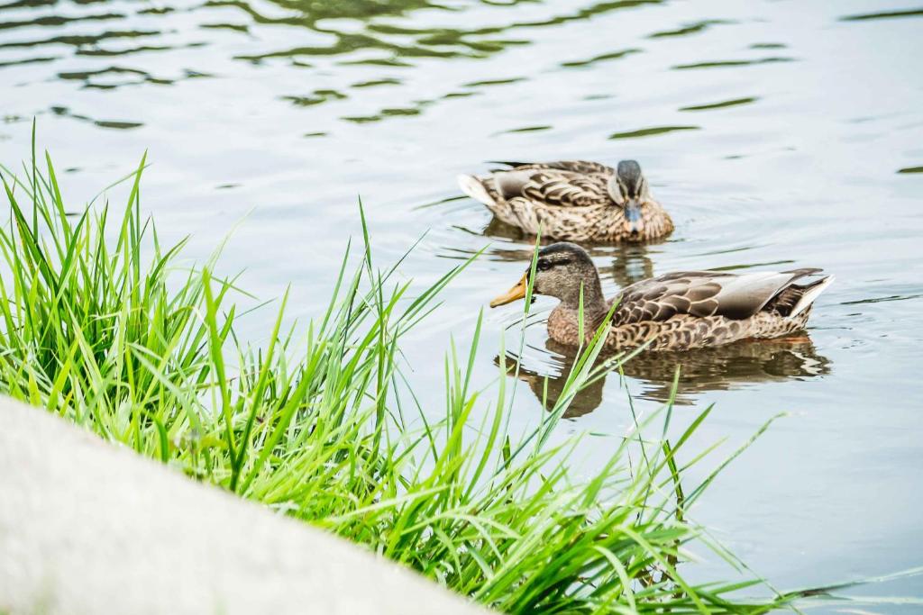 zwei Enten schwimmen im Wasser neben Gras in der Unterkunft Appartements Am Kranichsee in Hahnenklee-Bockswiese