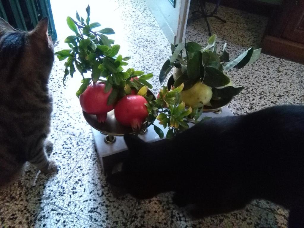 Domácí mazlíčci ubytovaní s hosty v ubytování I Quattro Gatti