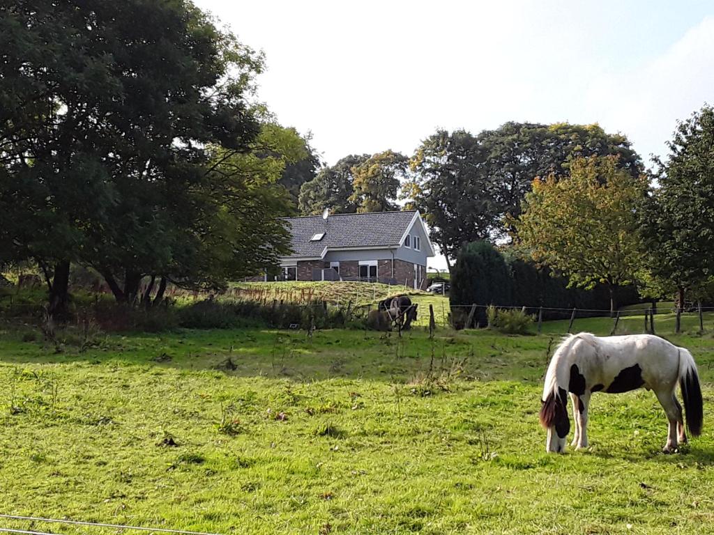 een paard dat graast in een veld voor een huis bij Pöhl am Nationalpark Eifel in Schleiden