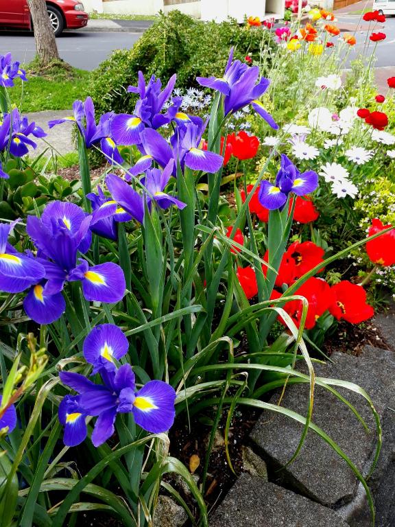 Lush & Co Auckland Bed & Breakfast - Resim 16