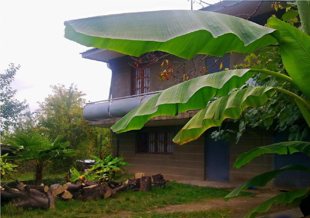 een huis met grote groene bladeren aan de zijkant bij Farmer's Guest House in Telavi