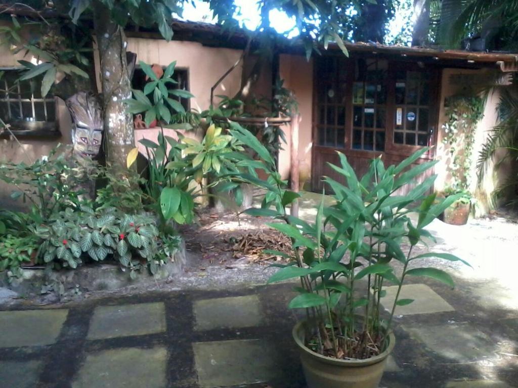  Zimbo Tropical