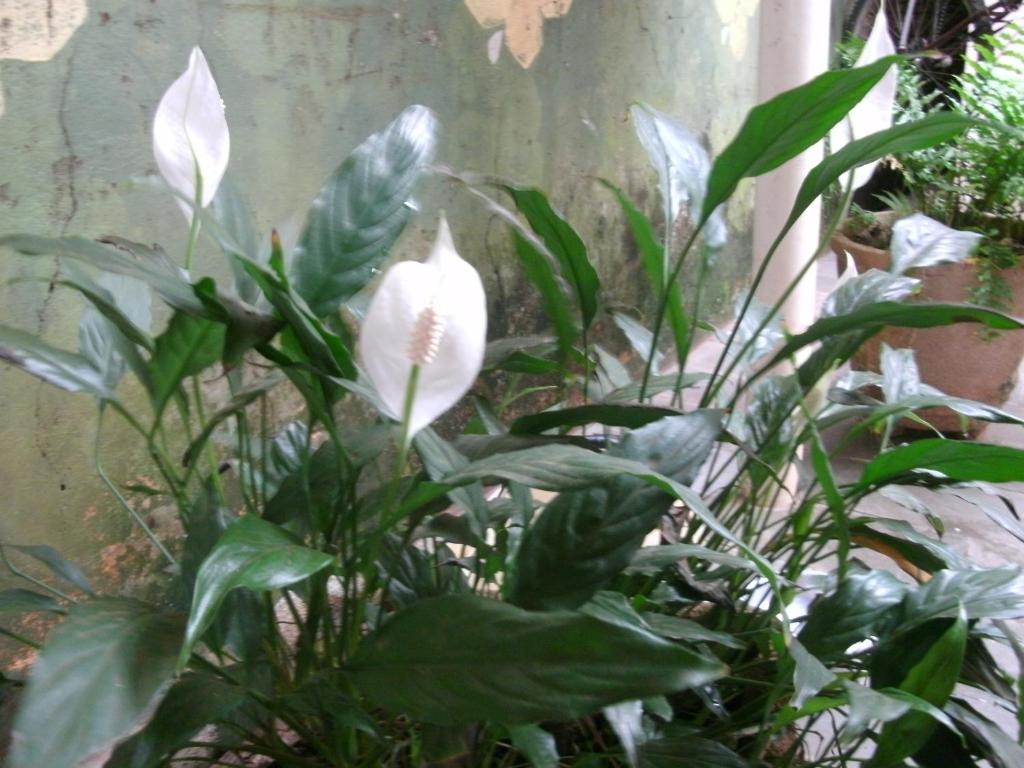  Gardenia House