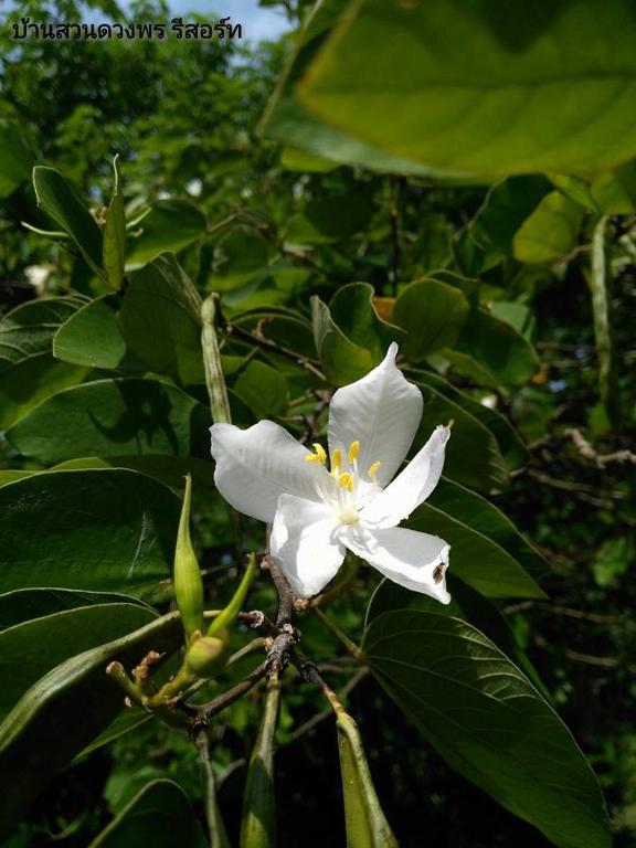 Baan Suan Duang Porn Resort Ban Phae 2025 güncel fiyatları 