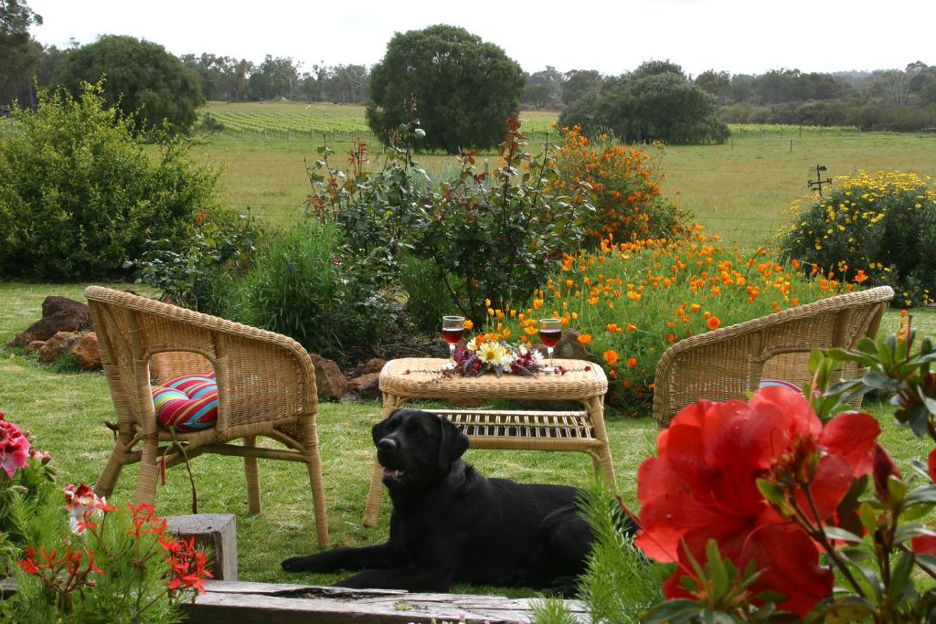 Ein schwarzer Hund, der im Garten auf dem Boden liegt. in der Unterkunft Silversprings cottages in Metricup