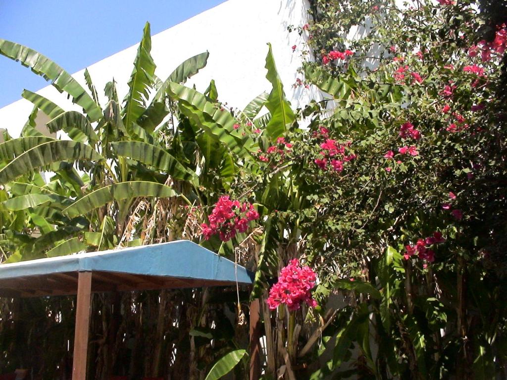 Сад в Sea Breeze Hotel