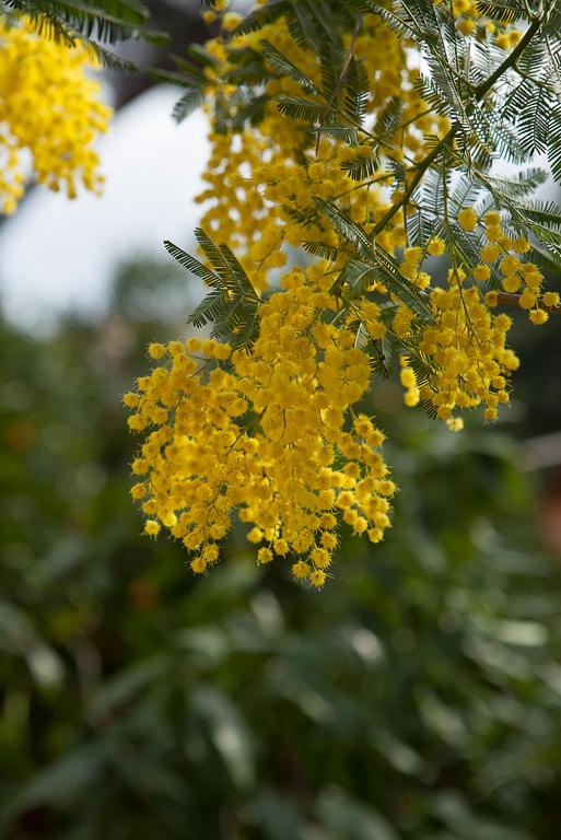 Hotel Villa Il Castagno - Resim 30