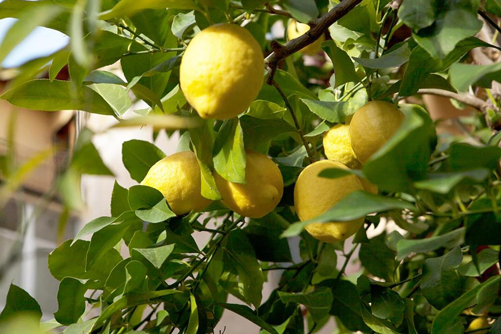 Hotel Villa Il Castagno - Resim 29