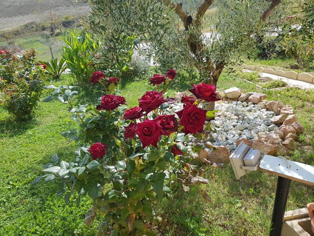 Ogród w obiekcie Agriturismo La Stradaccia