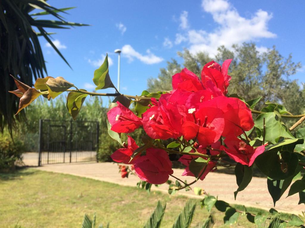 キアにあるCasa del Mirto Biancoの公園の茂みに咲く赤い花束