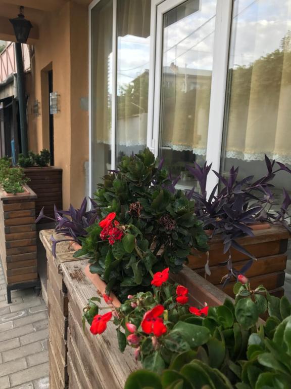 Zahrada ubytování Hotel Delisi