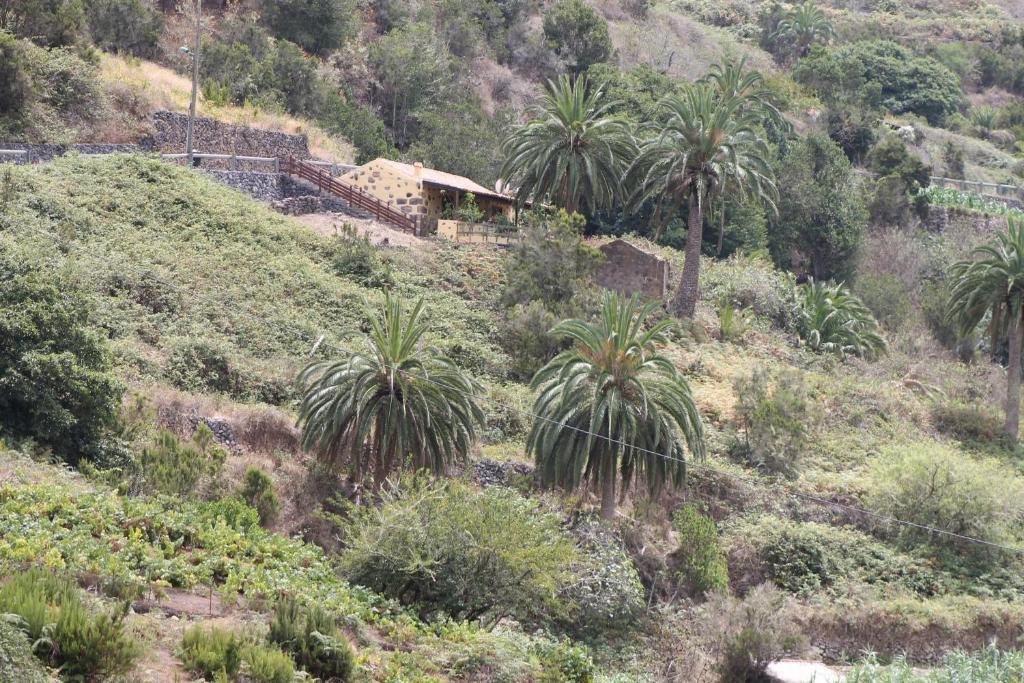 um grupo de palmeiras numa colina em Casa Rural El Rincón de Antonia em Agulo