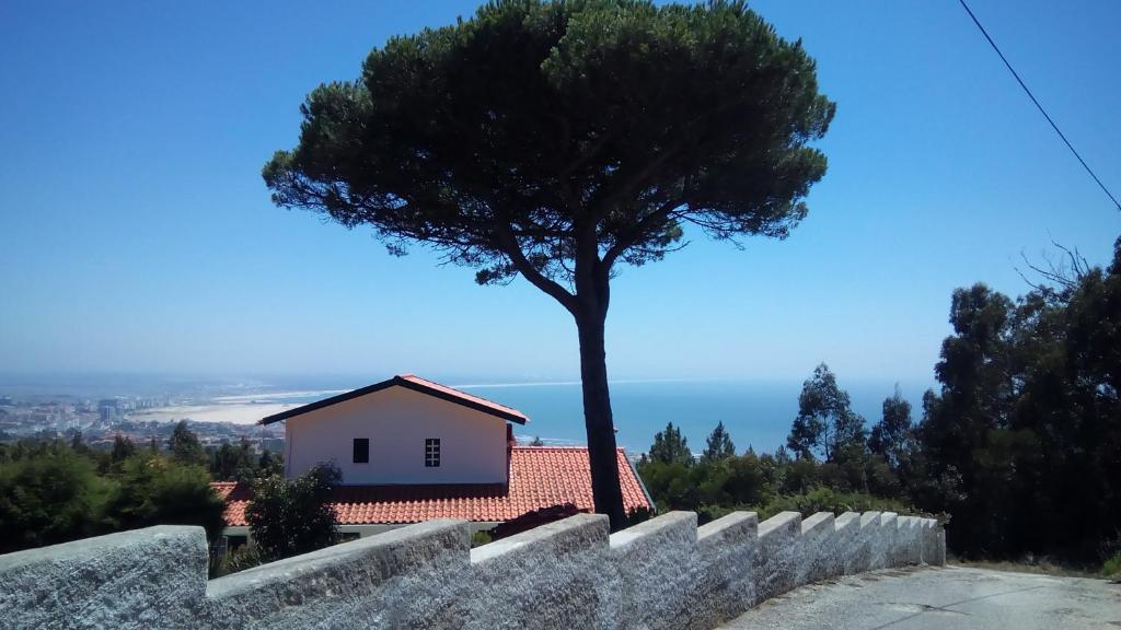 een boom bovenop een muur met een huis bij Logra-Sol in Figueira da Foz