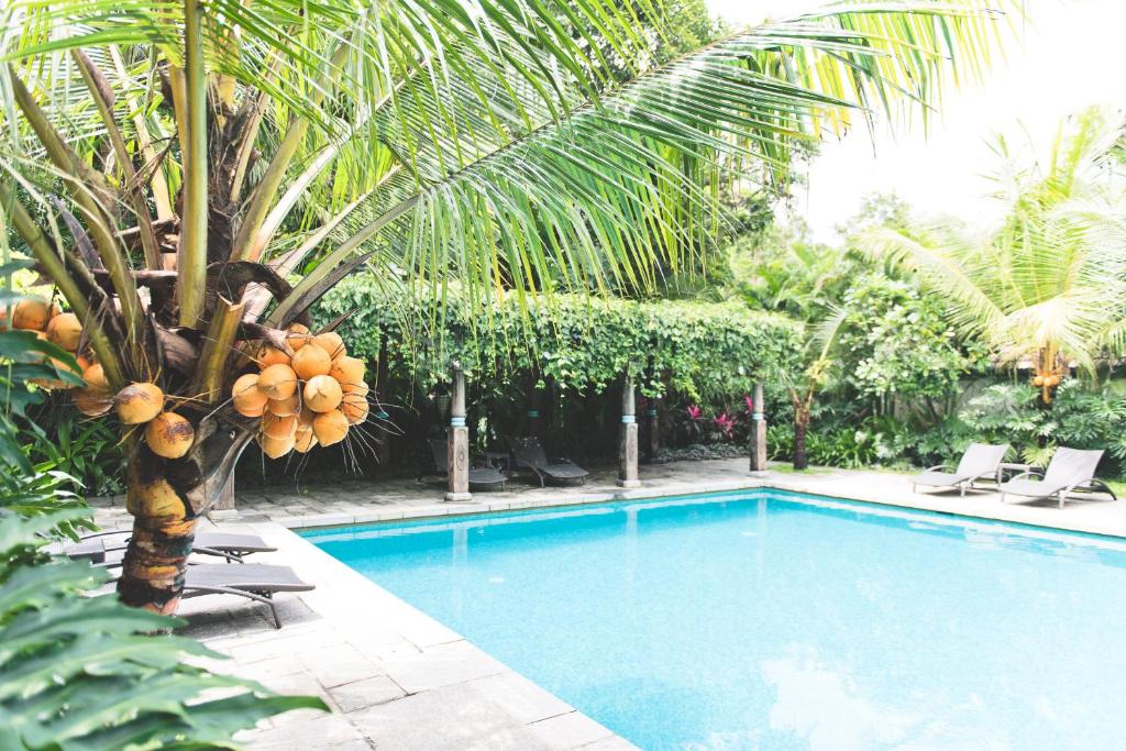 een zwembad met een palmboom en stoelen bij Indian Summer House in Mūvattupula