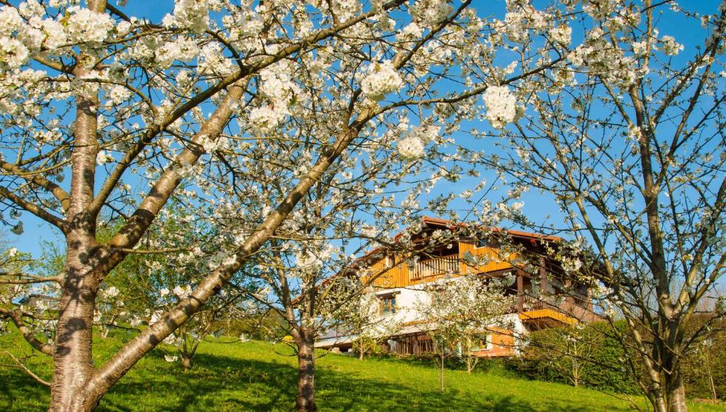 uma árvore com flores brancas em frente a uma casa em Artesoro Baserria em San Pedro de Galdames