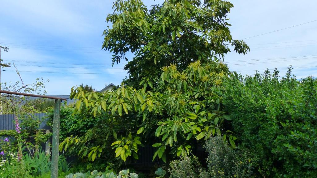 Ashcroft Gardens Bed & Breakfast - Resim 30