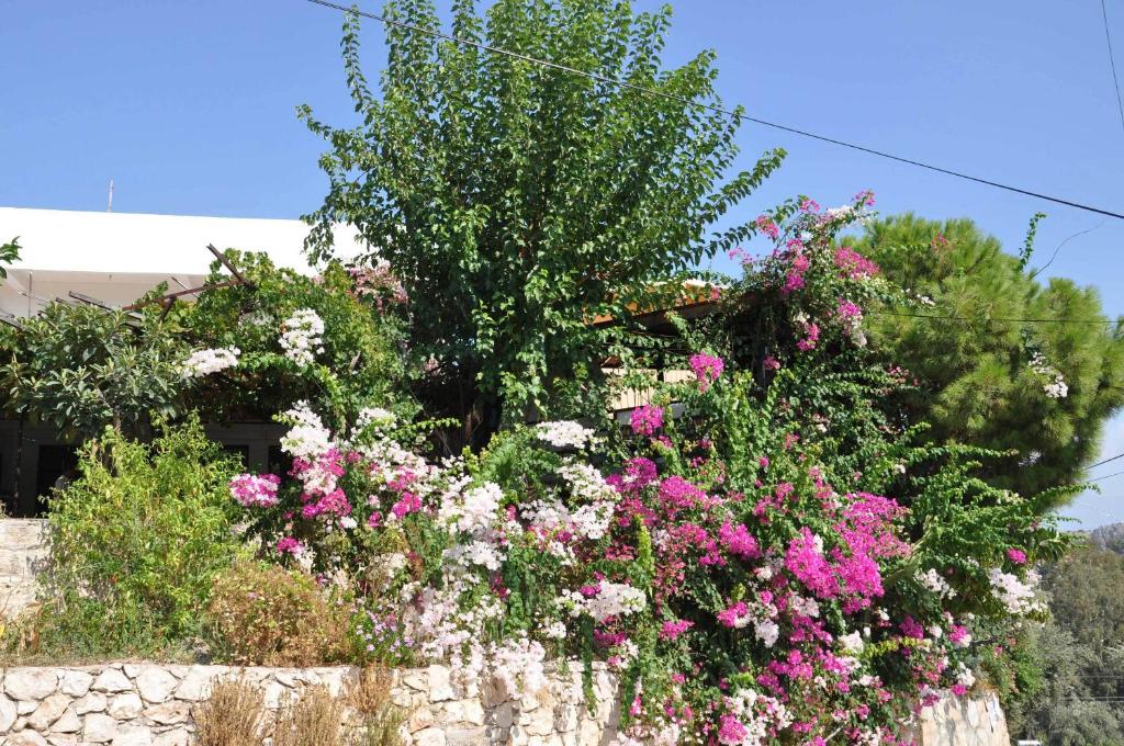 A garden outside Jet Pension