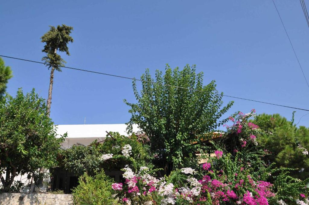 A garden outside Jet Pension