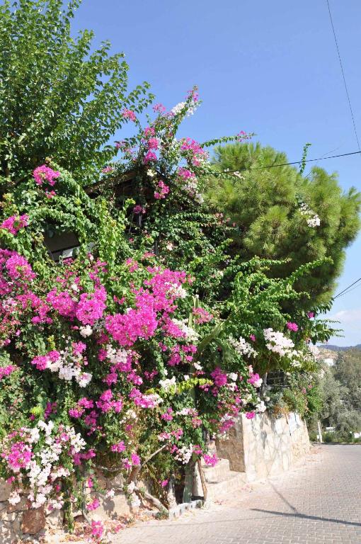 A garden outside Jet Pension