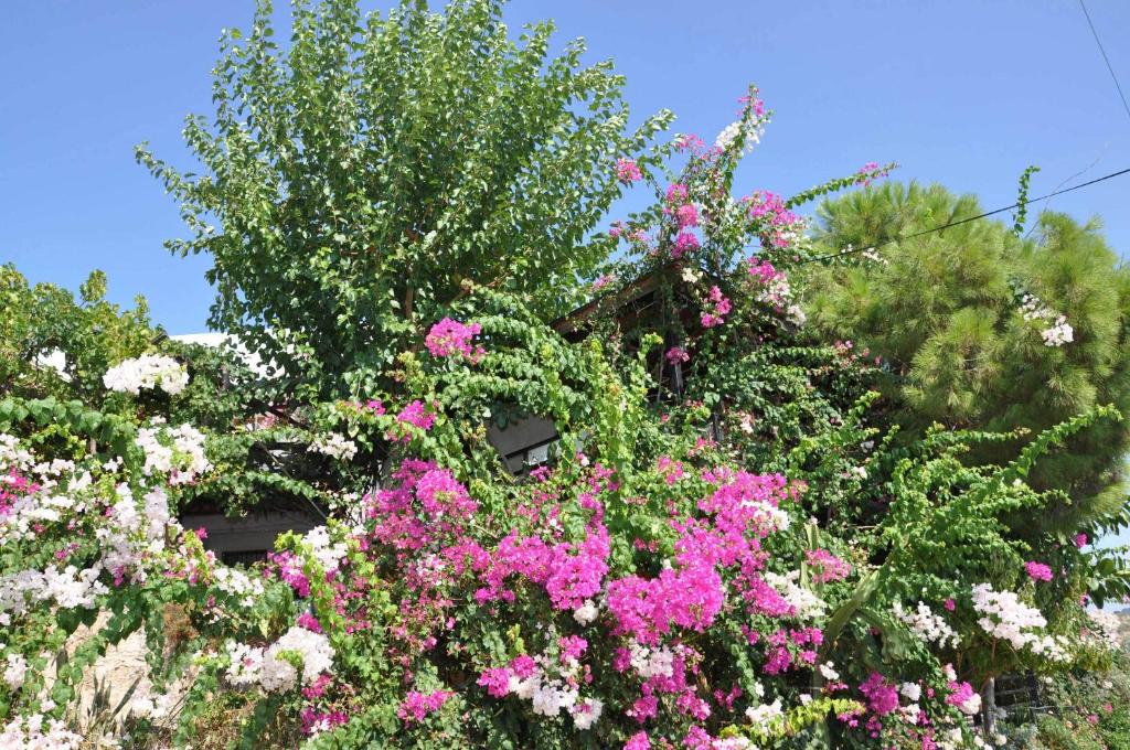 A garden outside Jet Pension