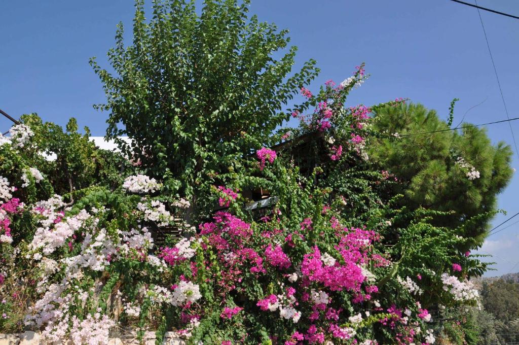 A garden outside Jet Pension