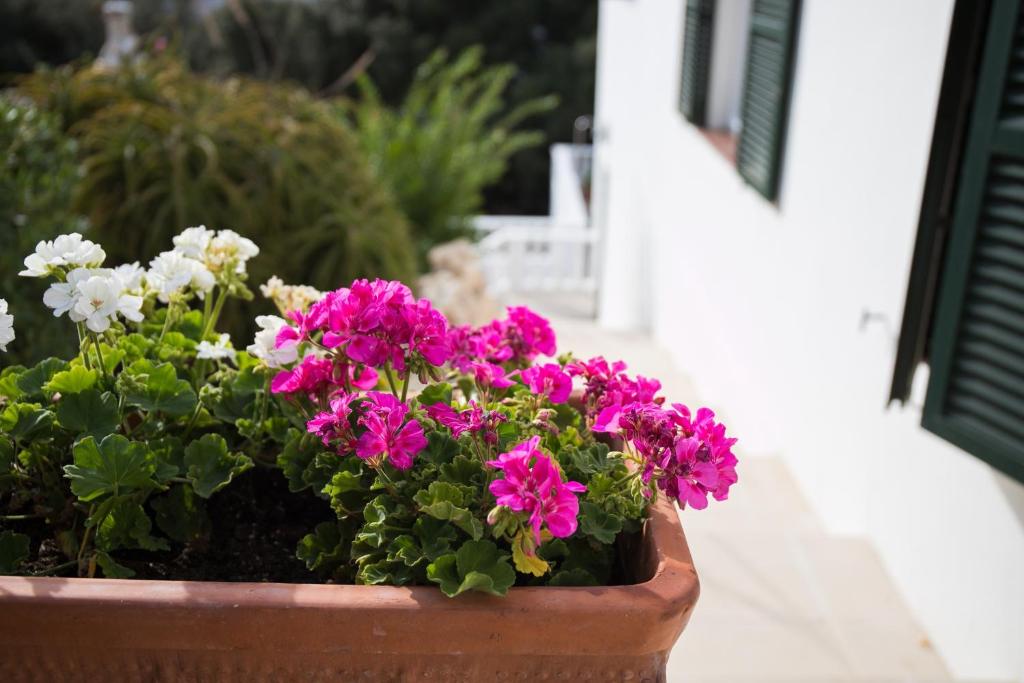 a pot of pink and white flowers on a porch at Apartamentos Gama in Cala Galdana