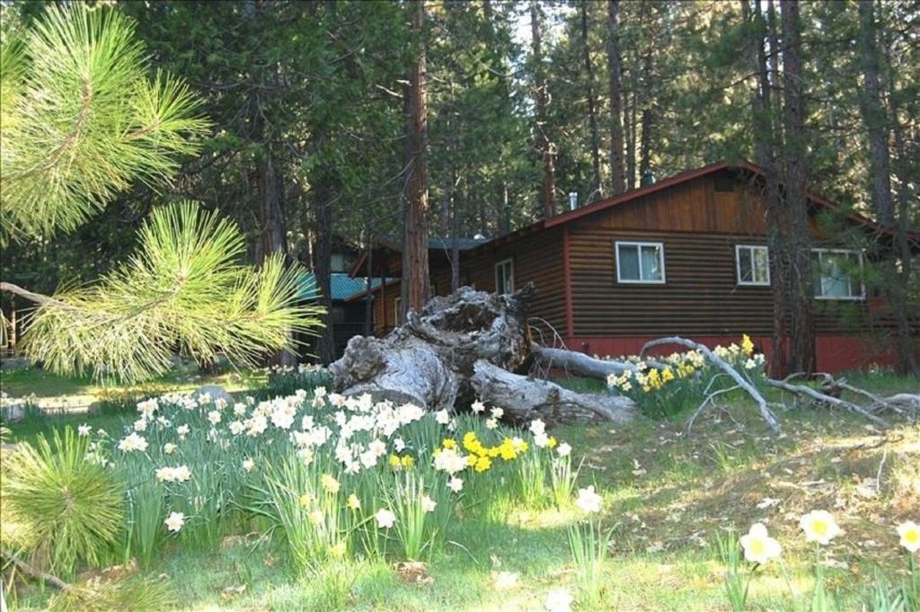 une cabine dans les bois avec des fleurs devant elle dans l'établissement 39 River Song, à North Wawona
