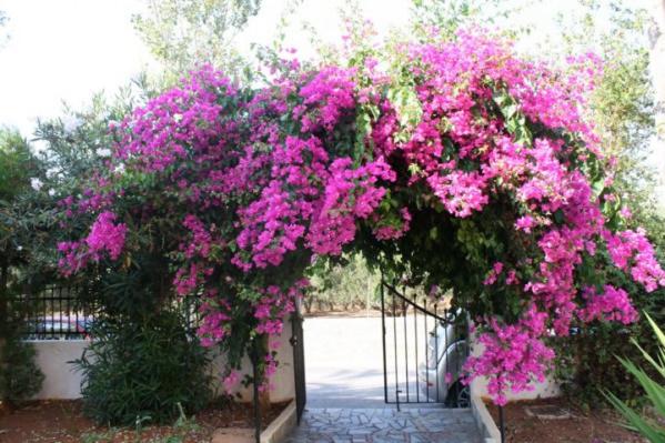 Um ramo de flores cor-de-rosa pendurado num portão. em Alex Home Apartments em Hersonissos