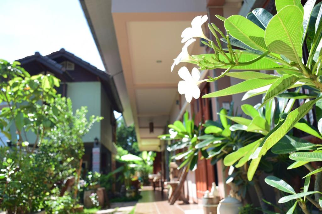 Zahrada ubytování Siam Guesthouse