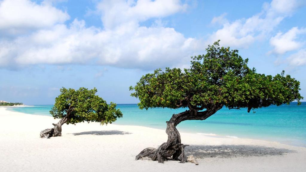 two trees on a beach with the ocean at Brown Studio Apartment in Palm-Eagle Beach