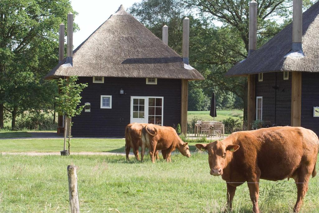two cows grazing in a field in front of a house at Erve Woolderink in Wierden