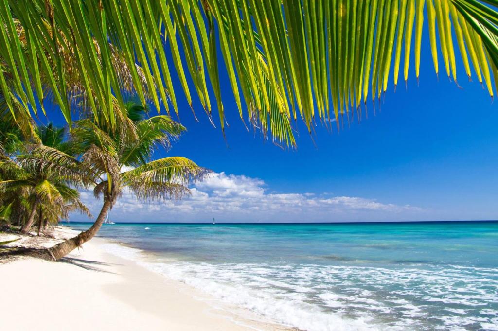 una palmera en una playa con el océano en Appart Bleu Caraibe Bord de Mer Breakfast PROMO sur wwwvacancesenmartiniquecom, en Les Trois-Îlets