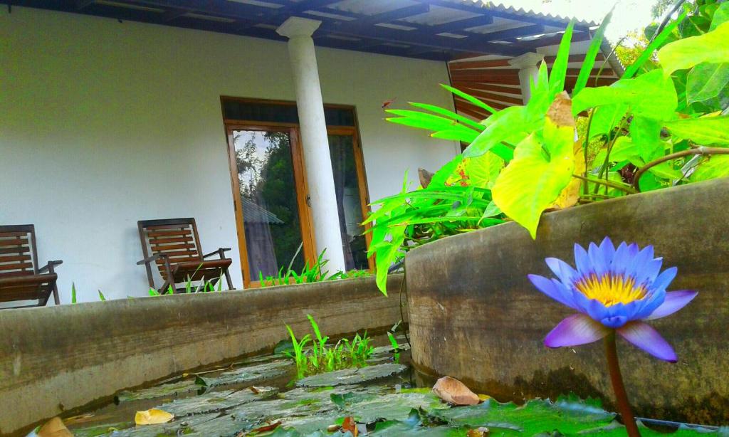 Zahrada ubytování River Retreat Sigiriya