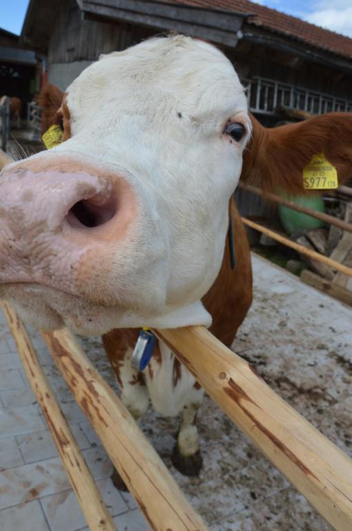 Zvieratá na farme alebo blízkom okolí