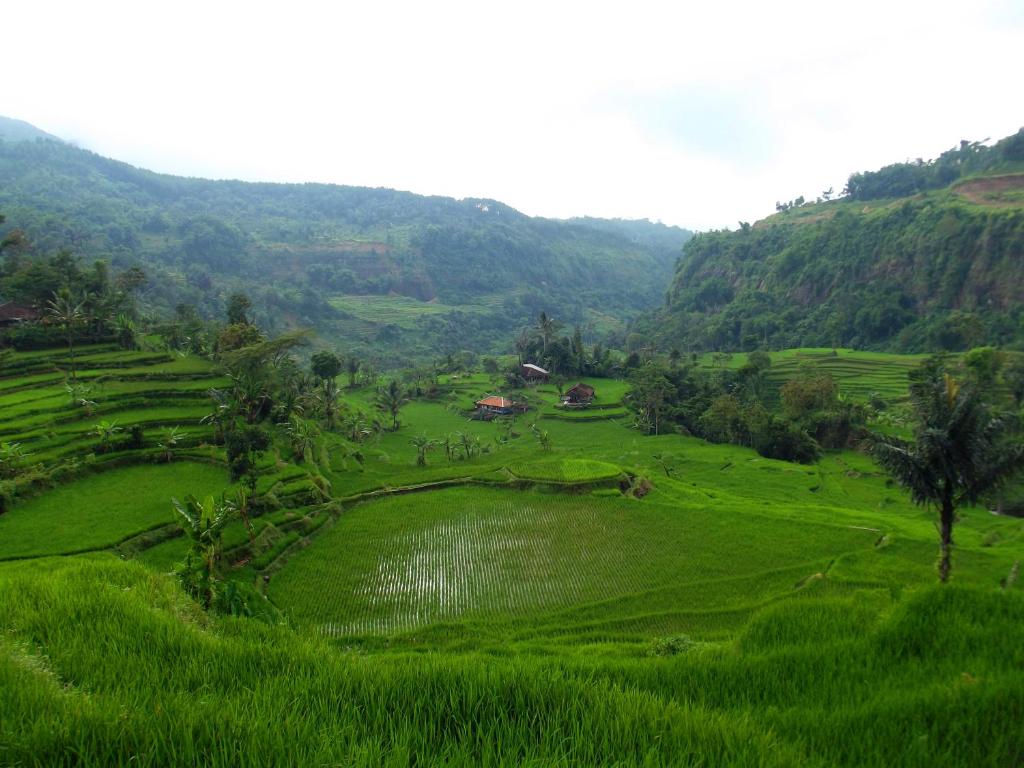 a green field with palm trees and a mountain at Bule Homestay Cianjur in Tjiandjur