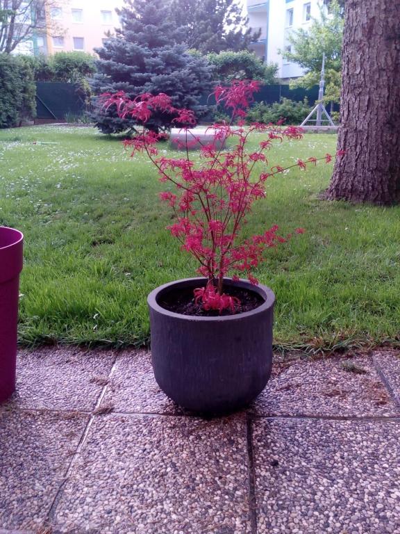 a plant in a black pot sitting on the ground at Garden Apartment Donau-City (P&R) in Vienna