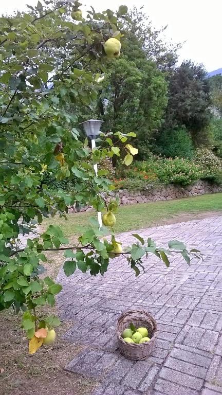 Zahrada ubytování B&B Villa Ada