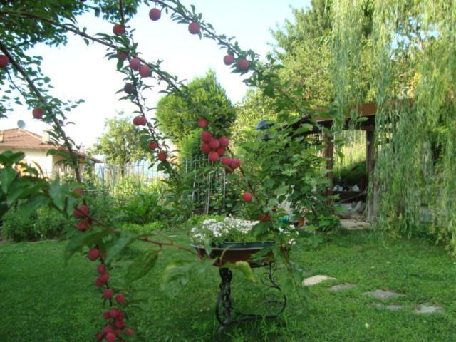 Zahrada ubytování B&B Cherry En Rose