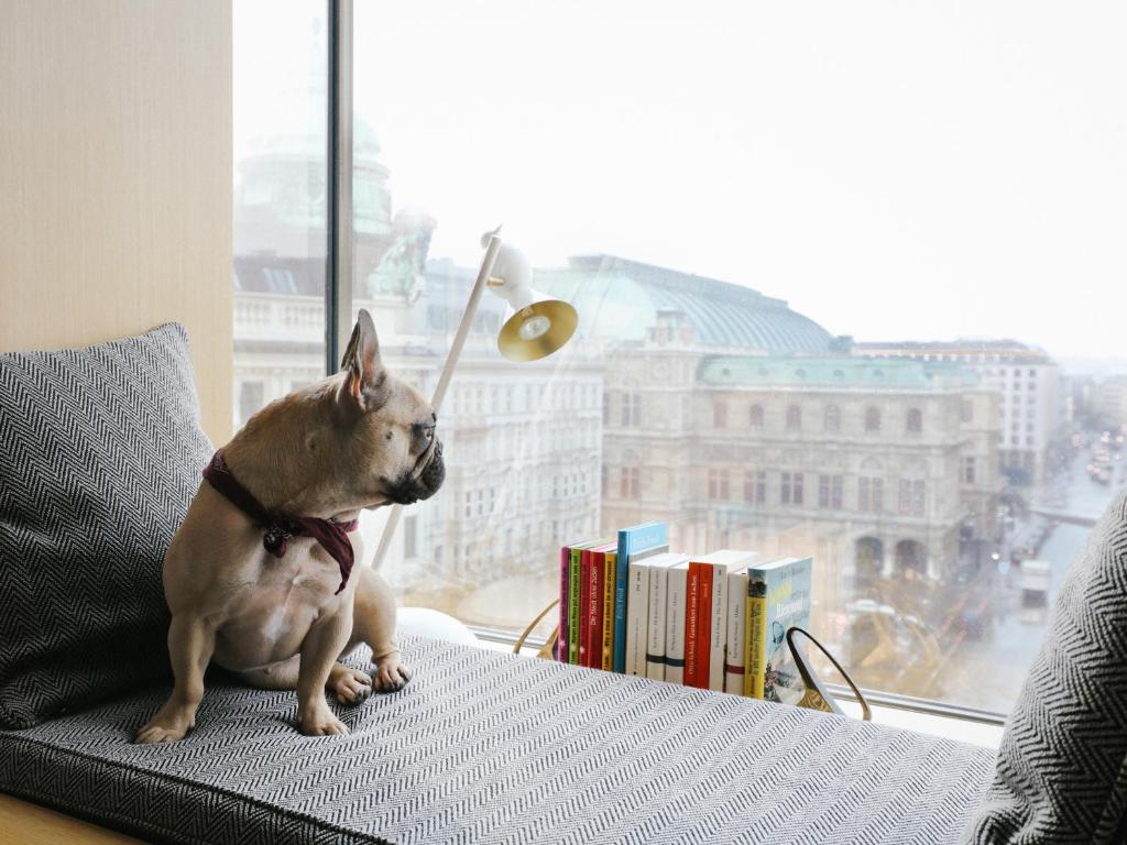 Domáce zviera alebo zvieratá hostí v ubytovaní The Guesthouse Vienna