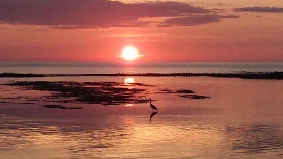 a bird standing in the water at sunset at Captains Lodge in Newbiggin-by-the-Sea