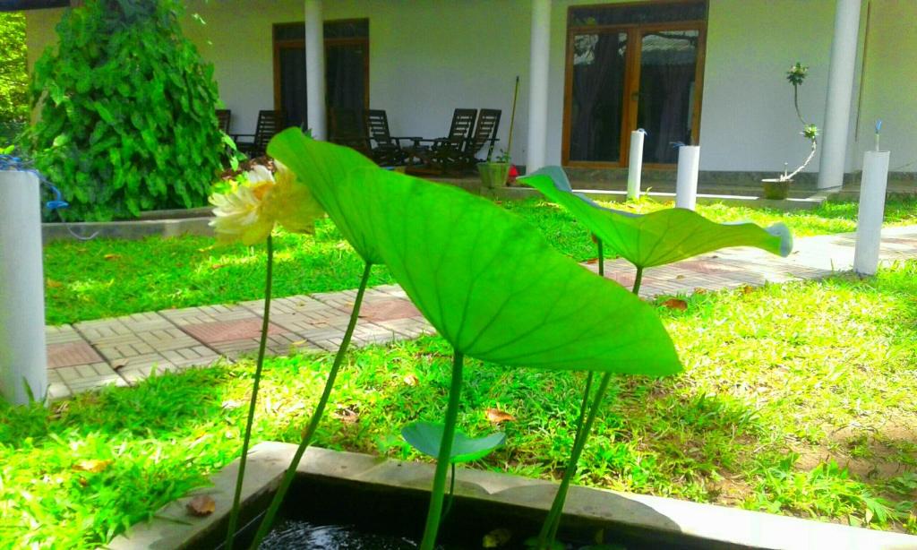 Zahrada ubytování River Retreat Sigiriya