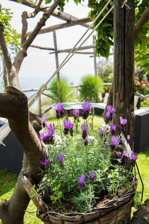Zahrada ubytování Villa Gianlica