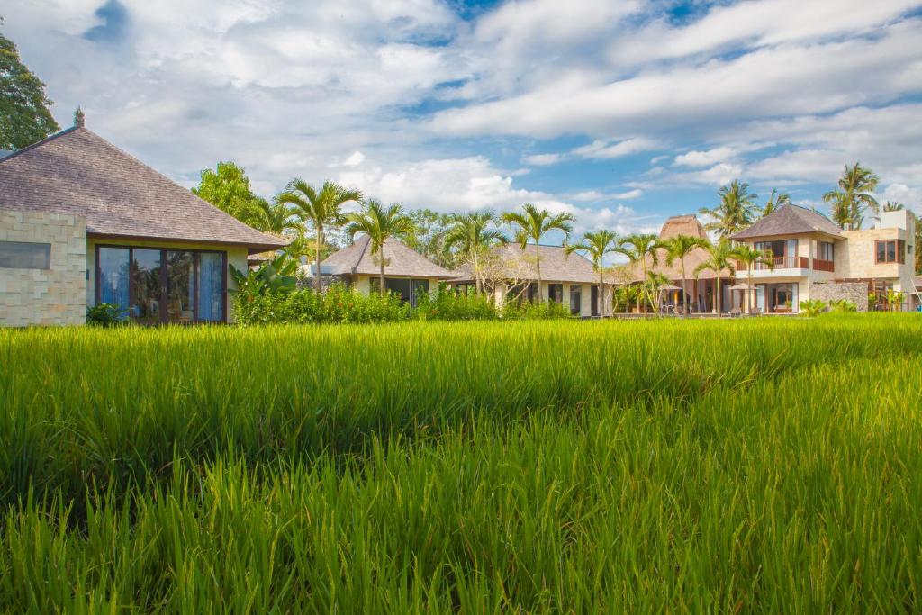 een veld van hoog groen gras naast een huis bij Villa Lumia Bali in Ubud