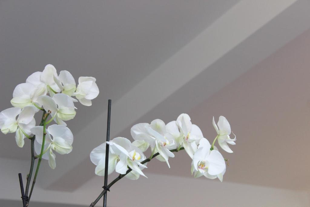 Fotografie z fotogalerie ubytování Apartments VMadeira ve Funchalu