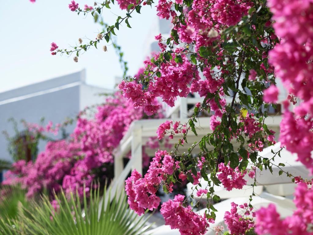 a bunch of pink flowers in front of a building at Polikandia Hotel in Chora Folegandros